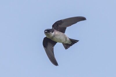 DSC_9724-DeNoiseAI-standard