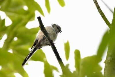 エナガ_20200621_東京港野鳥公園_レンジャー撮影