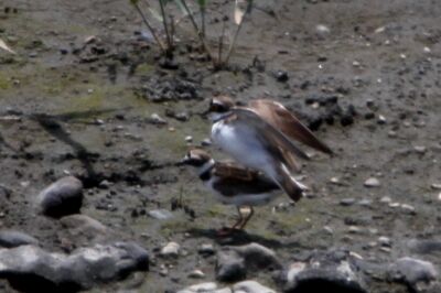 コチドリ_230527_東京港野鳥公園_恩田幸昌_MG_1159_trim