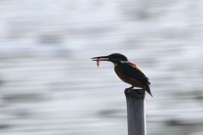 カワセミ_221122_東京港野鳥公園_恩田幸昌_MG_5887_trim