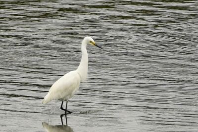 チュウサギ_20200625_東京港野鳥公園_レンジャー撮影