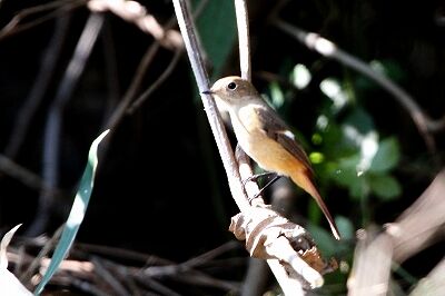 ジョウビタキ_231027_東京港野鳥公園_恩田幸昌_MG_9171_trim