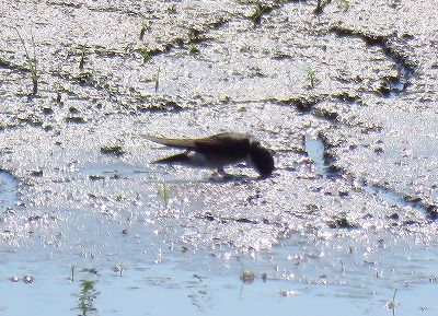 イワツバメー190530-東淡水池