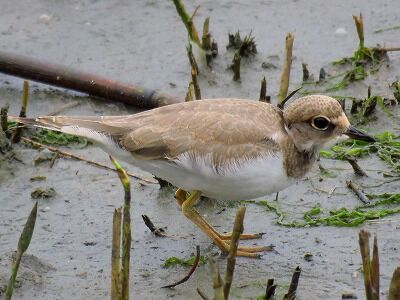 コチドリ(幼)_20200626_潮入りの池
