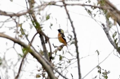 ジョウビタキ_191027_潮入りの池