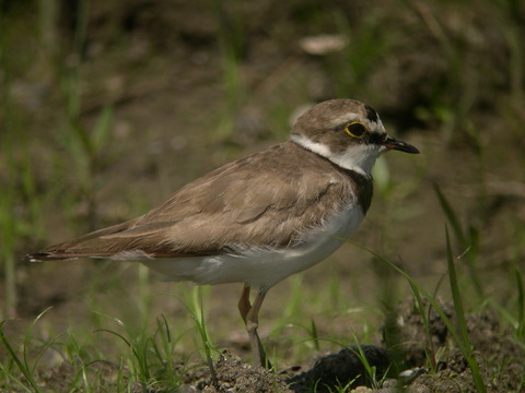 Ringed Plover
