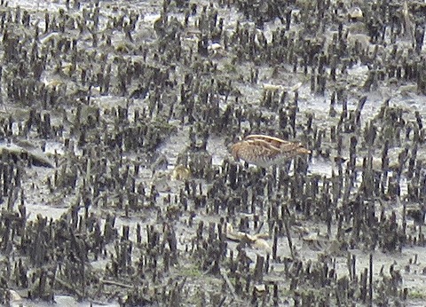 タシギー180920－潮入りの池