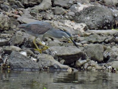190528_ササゴイ_潮入りの池_古沢撮影2