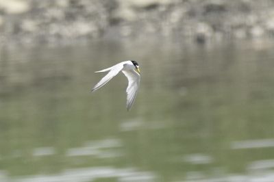 コアジサシ_190728_潮入りの池