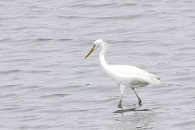 カラシラサギ_190721_潮入りの池