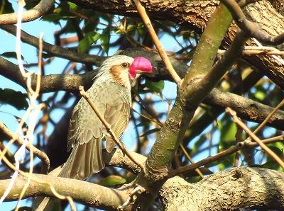 ヒヨドリー181221－NCから前浜干潟園路