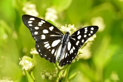ゴマダラチョウ_20200624_東京港野鳥公園_レンジャー撮影