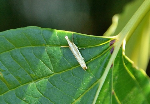 シロシタツトガー180522-東京港野鳥公園西園ミズキ (3)