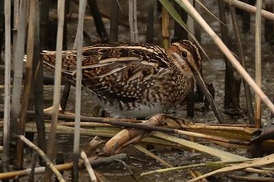 田鴫　IMG_2910とり