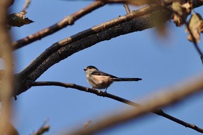 181121_エナガ_西園_菅野撮影