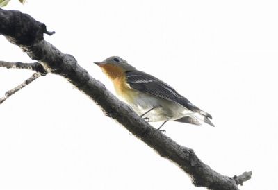 ムギマキ_191020_芝生広場