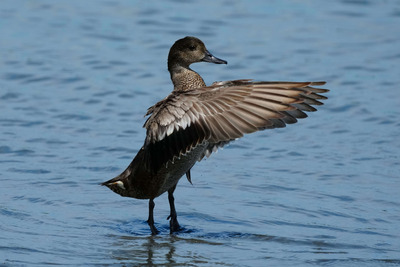 ヨシガモ_240725_東京港野鳥公園_潮入りの池_公財日本野鳥の会_レンジャー青木撮影2