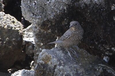 イソヒヨドリ_230926_東京港野鳥公園_恩田幸昌_MG_7473_trim
