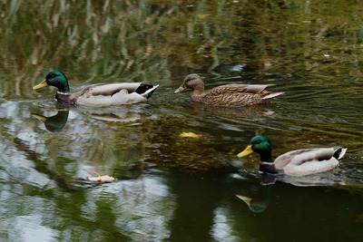 マガモ_241029_東京港野鳥公園_3号観察小屋_公財日本野鳥の会_レンジャー青木撮影