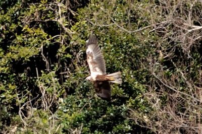 190127_チュウヒ2_東淡水池_青木撮影