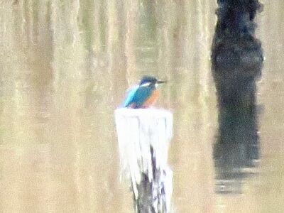 カワセミー191221－潮入りの池