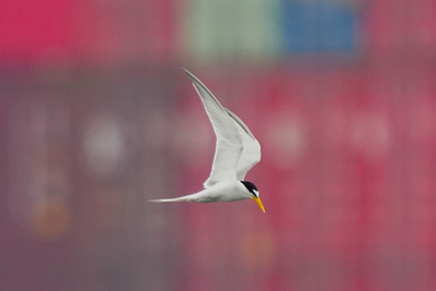 コアジサシ_240625_東京港野鳥公園_潮入りの池_公財日本野鳥の会_レンジャー青木撮影