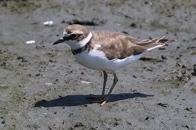 小千鳥0P4A9785鳥