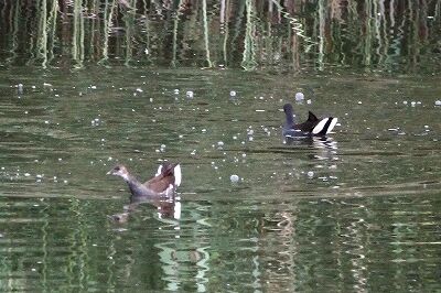 バン_230927_東京港野鳥公園_恩田幸昌_MG_7613_trim