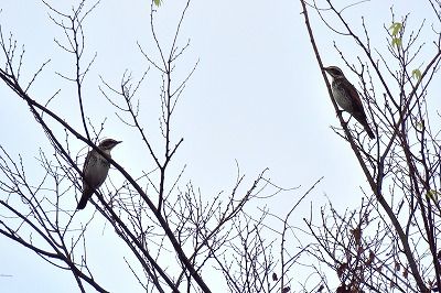 181124_ツグミ_ＮＣ前