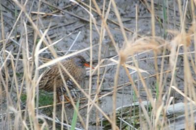クイナ_190330_東京港野鳥公園_恩田撮影_MG_2588_trim
