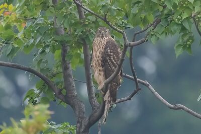 DSC_8035-DeNoiseAI-standard