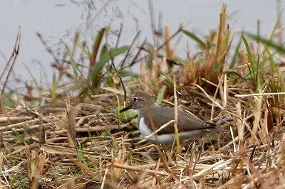 イソシギ_231025_東京港野鳥公園_恩田幸昌_MG_9096_trim