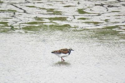 190521_キョウジョシギ_東淡水池_古沢撮影