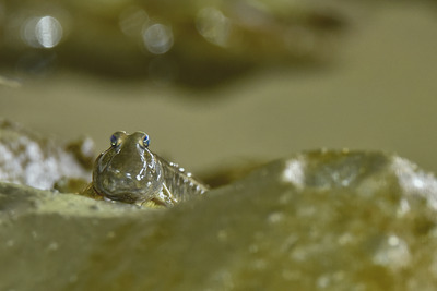 トビハゼ_240426_東京港野鳥公園_潮入りの池_公財日本野鳥の会_レンジャー青木撮影