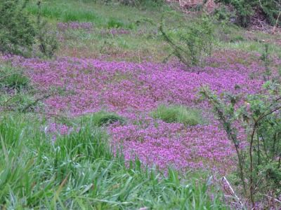 190326_ホトケノザ_ミニ生態園_古沢撮影