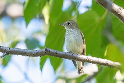 DSC_7780-2-DeNoiseAI-standard