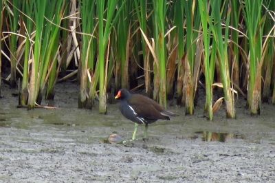 190423_バン_東淡水池_古沢撮影