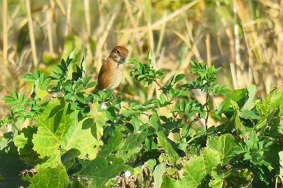 181129_モズ_東淡水池_青木撮影