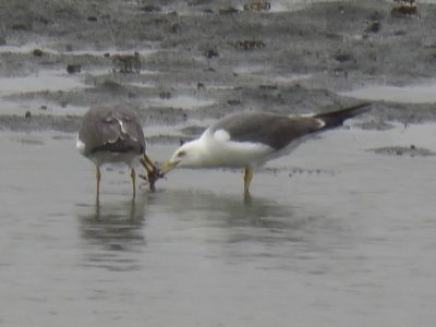 ウミネコ_190629_潮入りの池