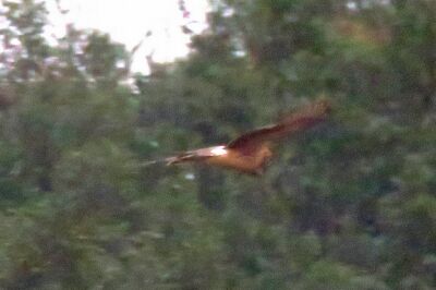 ハイイロチュウヒ_191122_東淡水池