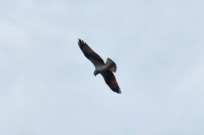 181224_ミサゴ_潮入り_青木撮影