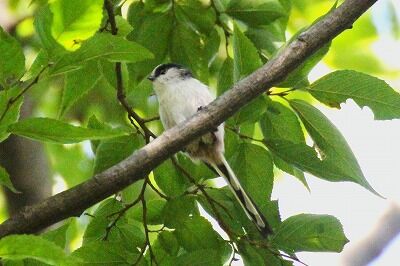 エナガ_201029_自然生態園_野口R撮影