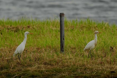 アマサギ_240921_東京港野鳥公園_潮入りの池_公財日本野鳥の会_レンジャー青木撮影2.1