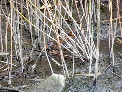 181122_クイナ_潮入り_青木撮影