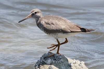 黄足鷸0P4A9894鳥