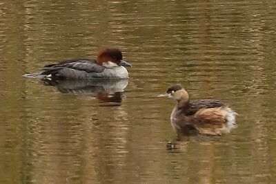 神子IMG_2828とり