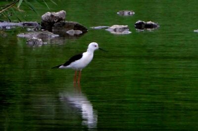 セイタカシギ_230531_東京港野鳥公園_恩田幸昌_MG_1431_trim