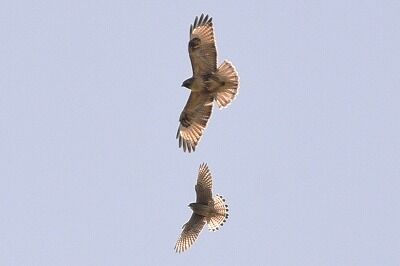 ノスリ・チョウゲンボウ_20201031_東京港野鳥公園_レンジャー撮影4