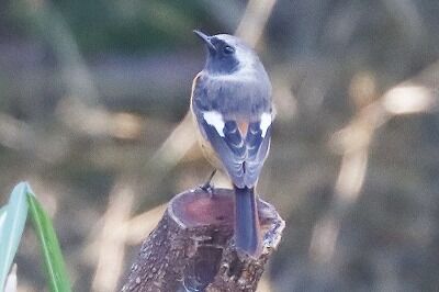 ジョウビタキ♂IMG_0788（トリミング）