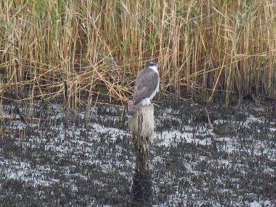 オオタカ①_潮入りの池_191126